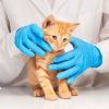 Gloves, Nitrile Medium